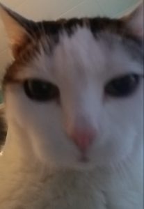cat_selfie_noora