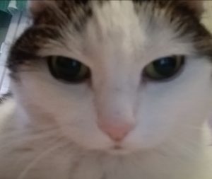 Kissa_cat_white_and_black_selfie_noora