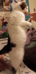 cat_standing_and_eating_noora