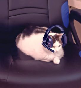 cat_gamer_headset
