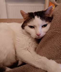 Kissa_cat_white_and_black_noorakeränen