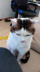 Vihainen_kissa_mad_cat_noorakeränen