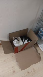 cat_in_a_box_noora
